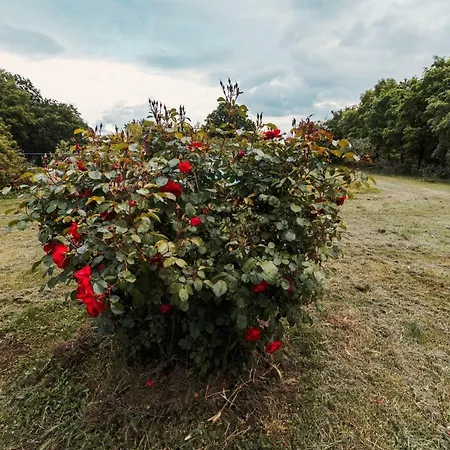 Donkeys And Roses La Serra Orte